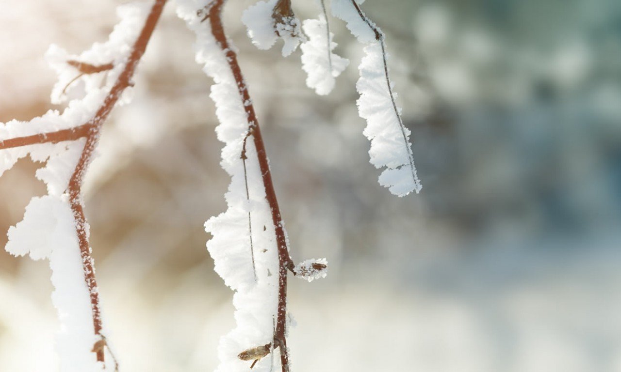 Gefrorene Zweige im Winter